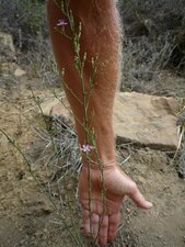 Stephanomeria exigua Plant
